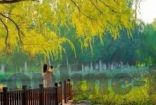 足球比分可以单关-足球比分单关，一场智慧与运气的博弈盛宴